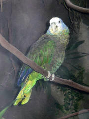 St. Vincent Parrot